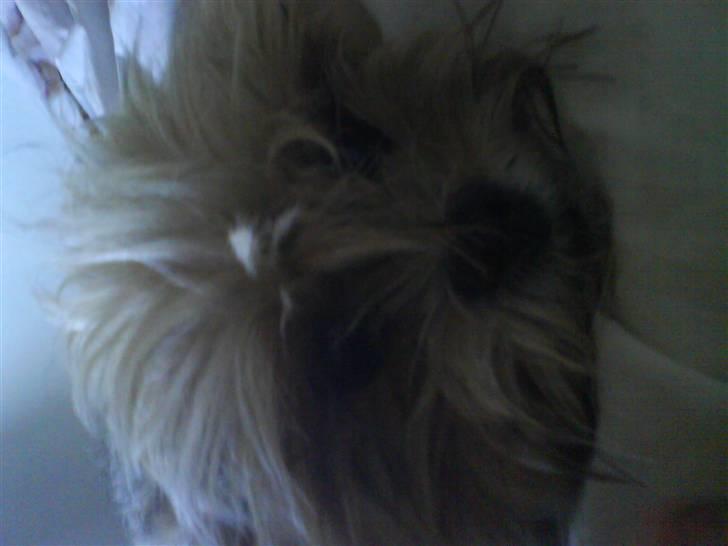 Lhasa apso Cille (Annesørensens) billede 6