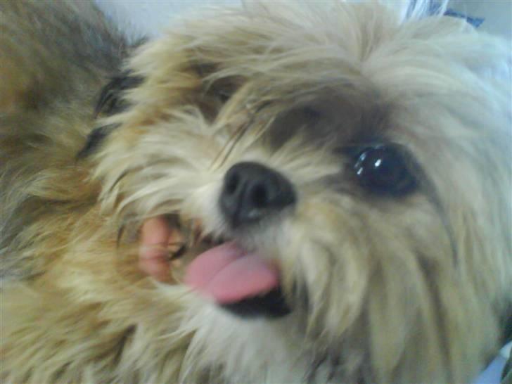 Lhasa apso Cille (Annesørensens) billede 7