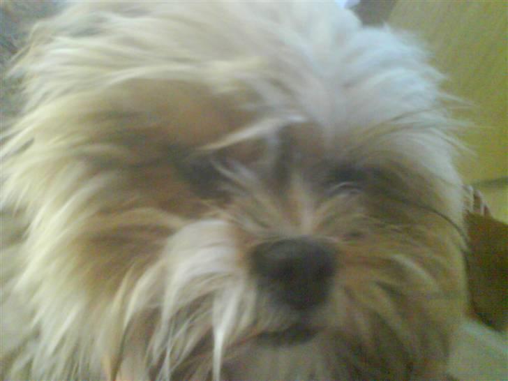 Lhasa apso Cille (Annesørensens) billede 8