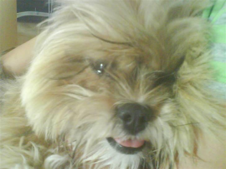 Lhasa apso Cille (Annesørensens) billede 9