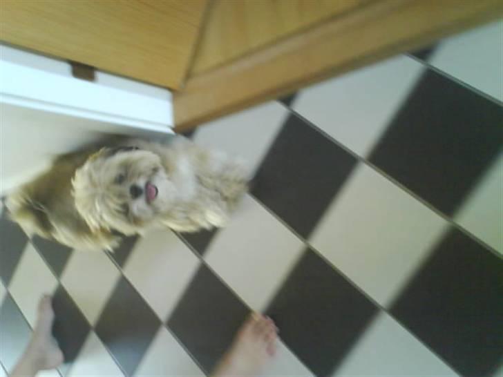 Lhasa apso Cille (Annesørensens) billede 10