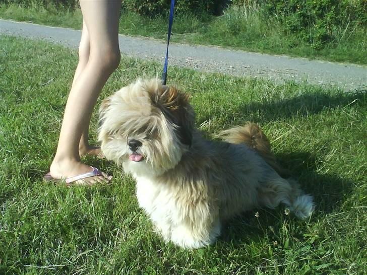 Lhasa apso Cille (Annesørensens) billede 11