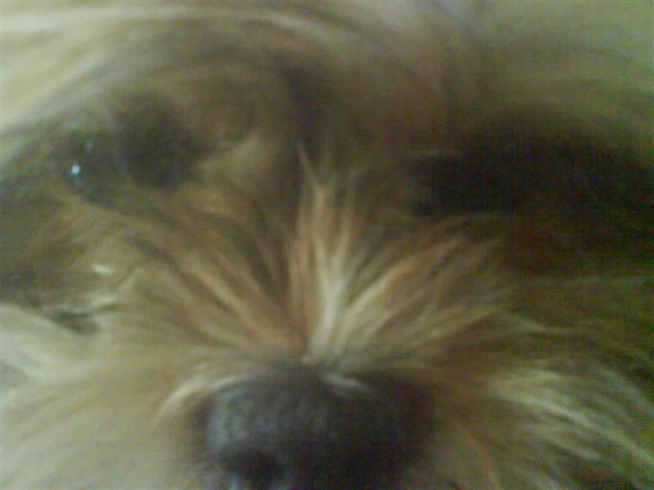 Lhasa apso Cille (Annesørensens) billede 12