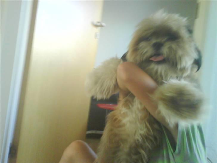 Lhasa apso Cille (Annesørensens) billede 13