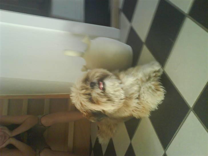 Lhasa apso Cille (Annesørensens) billede 14