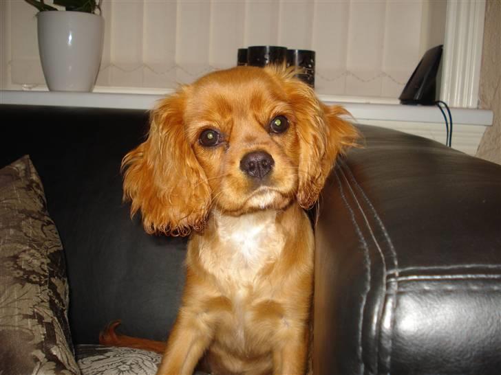Cavalier king charles spaniel aZalia's Coco billede 1