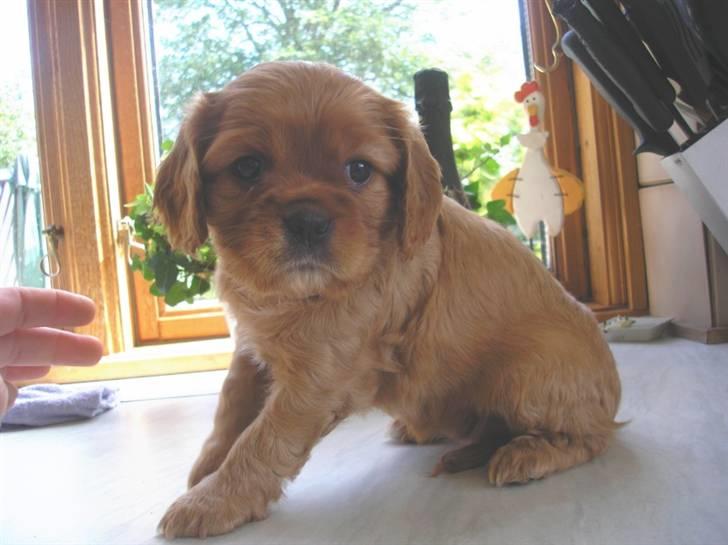 Cavalier king charles spaniel aZalia's Coco billede 2