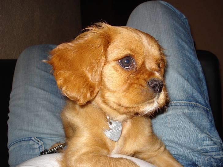 Cavalier king charles spaniel aZalia's Coco billede 3