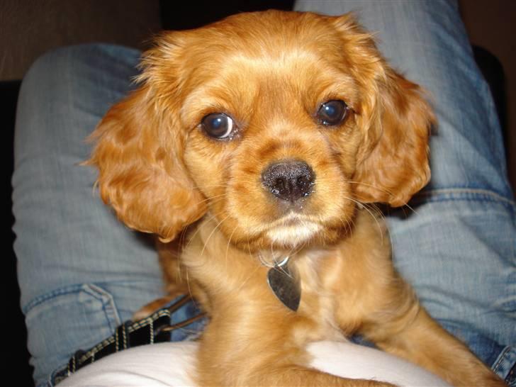 Cavalier king charles spaniel aZalia's Coco billede 4