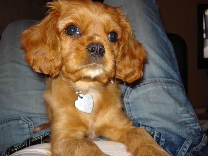 Cavalier king charles spaniel aZalia's Coco billede 5
