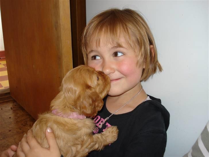 Cavalier king charles spaniel aZalia's Coco billede 6