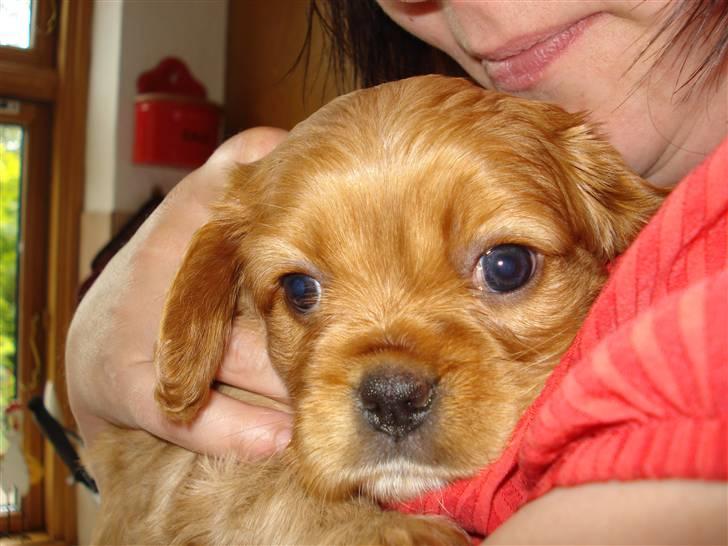 Cavalier king charles spaniel aZalia's Coco billede 7