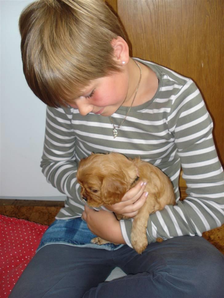 Cavalier king charles spaniel aZalia's Coco billede 8