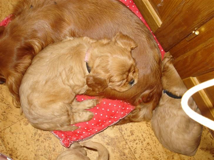 Cavalier king charles spaniel aZalia's Coco billede 9