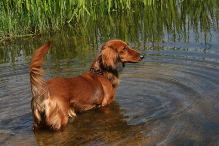 Gravhund Basotto´s Cille - Cille er en rigtig vandhund billede 1