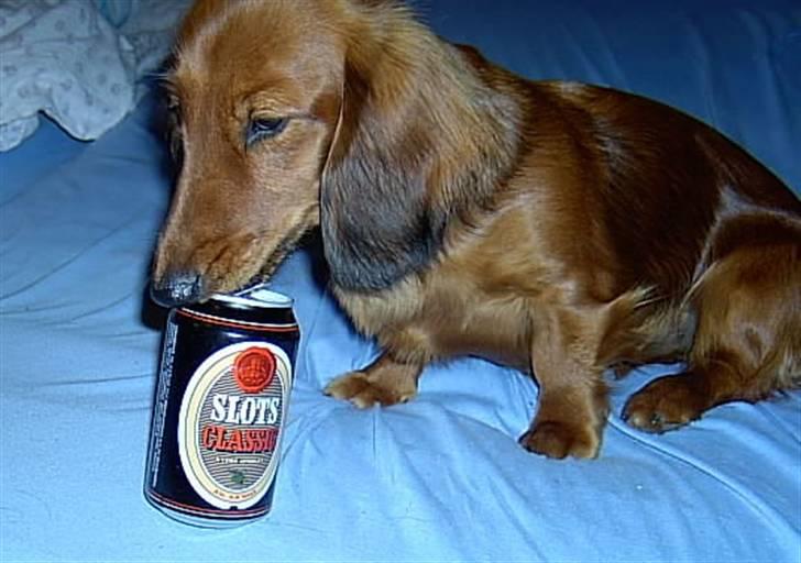 Gravhund Basotto´s Cille - Måske har far levnet lidt billede 2