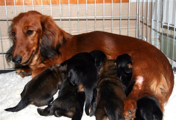 Gravhund Basotto´s Cille - Er de de ikke søde de små billede 3