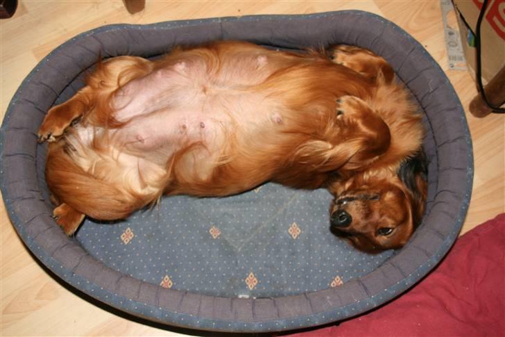 Gravhund Basotto´s Cille - se min tykke mave før jeg fik hvalpe. billede 4