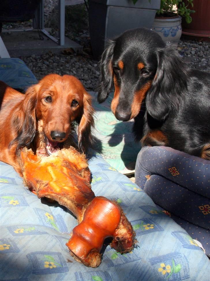 Gravhund Basotto´s Cille - Måske ku vi dele billede 5