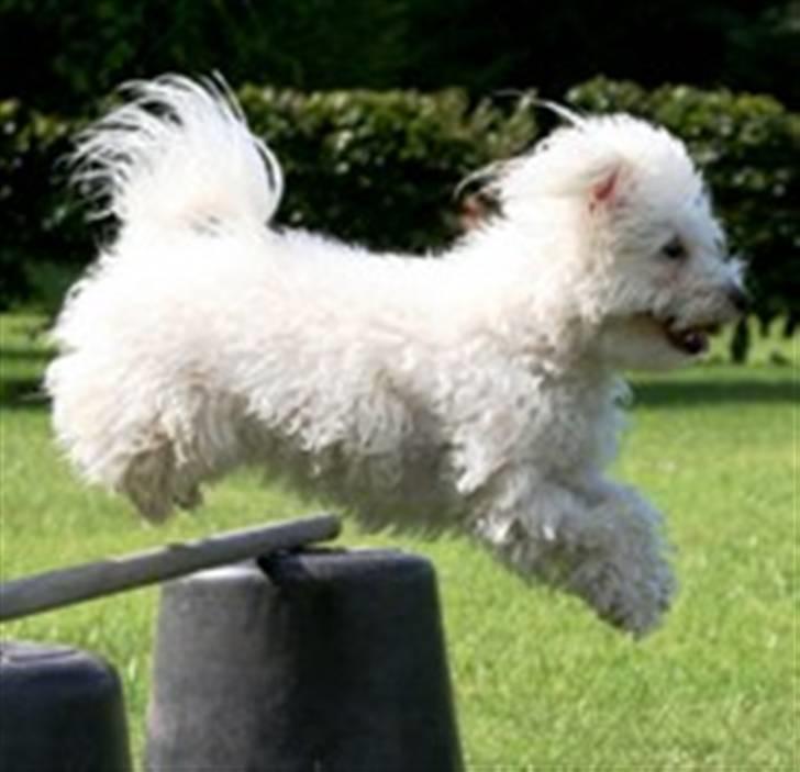 Coton de tulear Super Carla billede 18