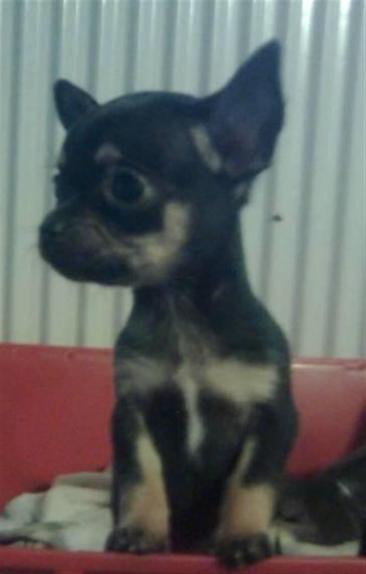 Chihuahua ¤*¨¨*¤.Gucci.¤*¨¨*¤ billede 2