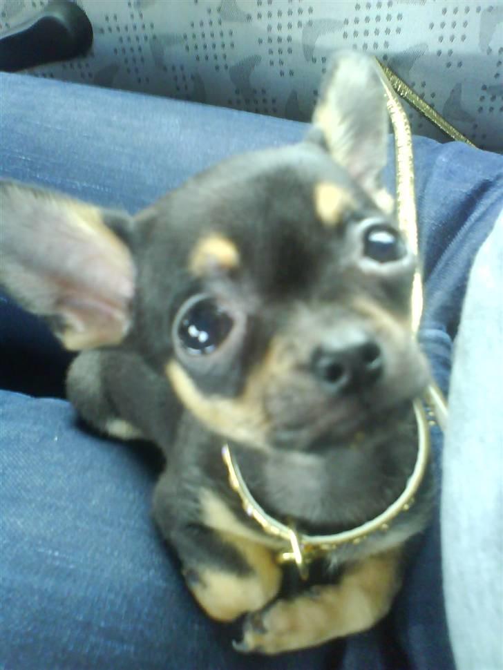 Chihuahua ¤*¨¨*¤.Gucci.¤*¨¨*¤ billede 3