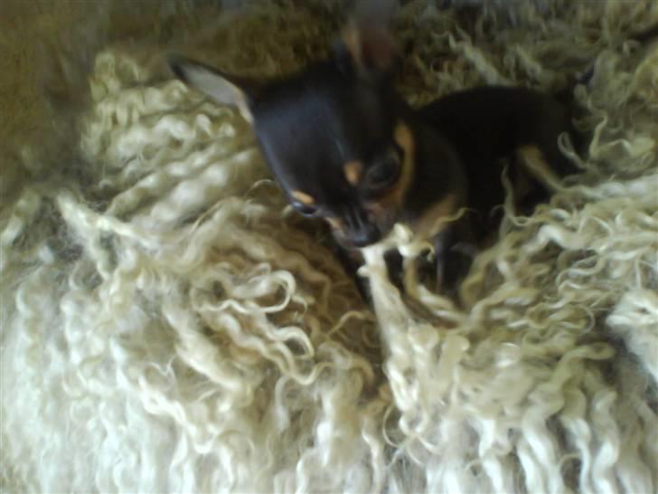 Chihuahua ¤*¨¨*¤.Gucci.¤*¨¨*¤ billede 4