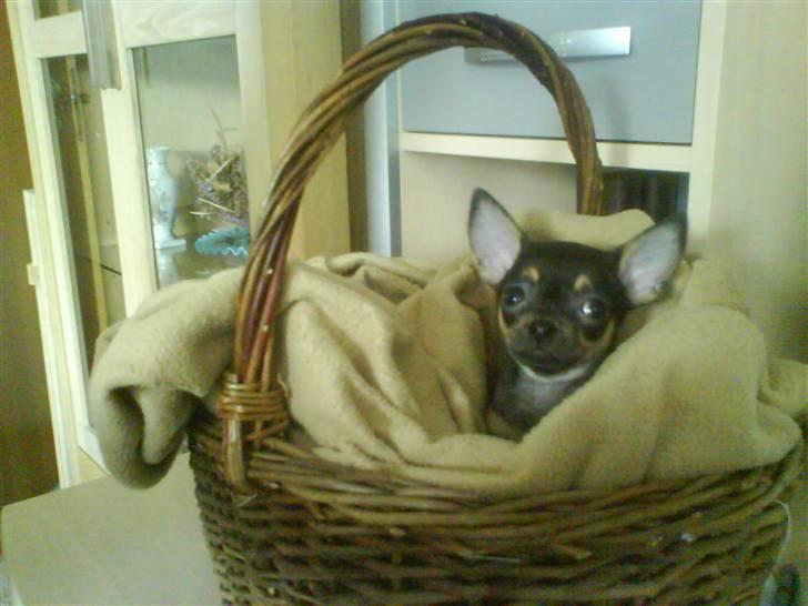 Chihuahua ¤*¨¨*¤.Gucci.¤*¨¨*¤ billede 5