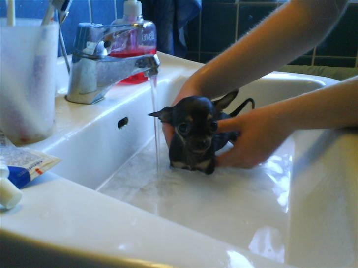 Chihuahua ¤*¨¨*¤.Gucci.¤*¨¨*¤ billede 6