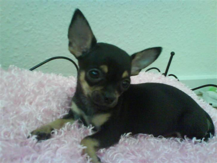 Chihuahua ¤*¨¨*¤.Gucci.¤*¨¨*¤ billede 7