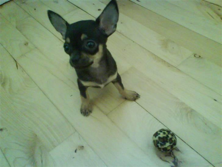 Chihuahua ¤*¨¨*¤.Gucci.¤*¨¨*¤ billede 8