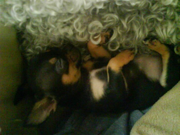 Chihuahua ¤*¨¨*¤.Gucci.¤*¨¨*¤ billede 9