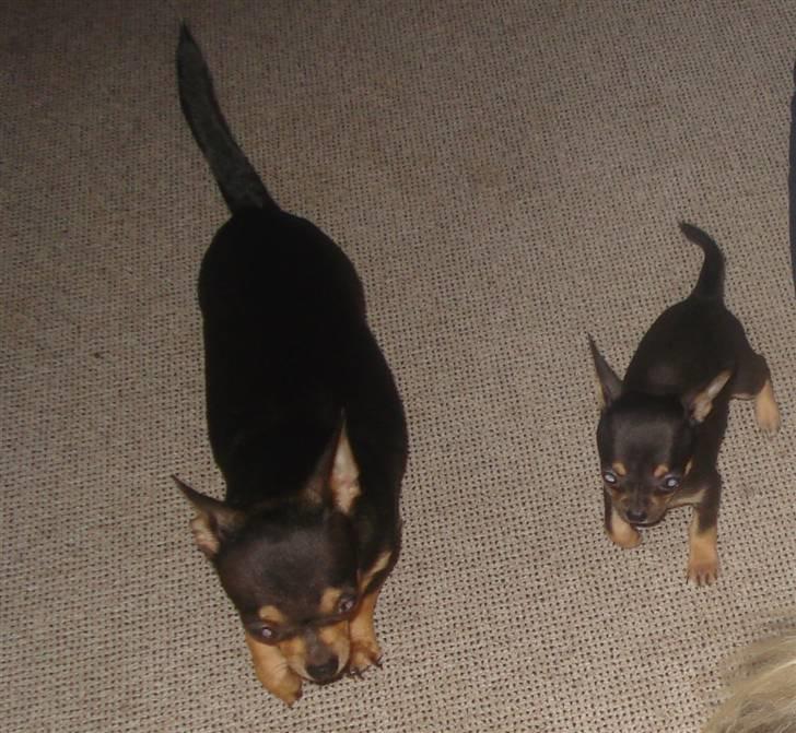 Chihuahua ¤*¨¨*¤.Gucci.¤*¨¨*¤ billede 10