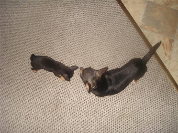 Chihuahua ¤*¨¨*¤.Gucci.¤*¨¨*¤ billede 11