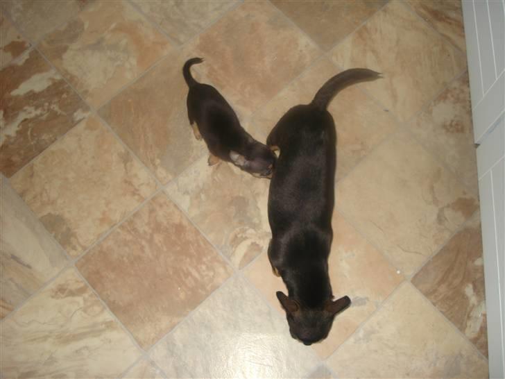 Chihuahua ¤*¨¨*¤.Gucci.¤*¨¨*¤ billede 12