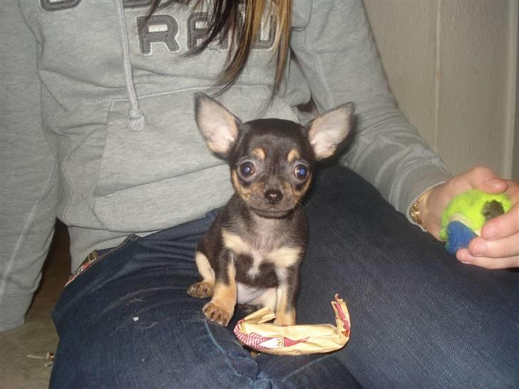 Chihuahua ¤*¨¨*¤.Gucci.¤*¨¨*¤ billede 13
