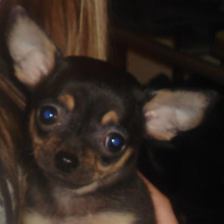 Chihuahua ¤*¨¨*¤.Gucci.¤*¨¨*¤ billede 14