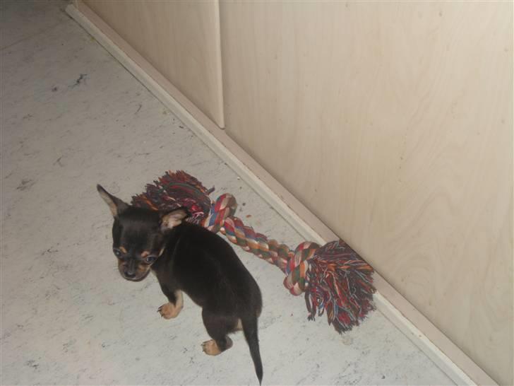 Chihuahua ¤*¨¨*¤.Gucci.¤*¨¨*¤ billede 15