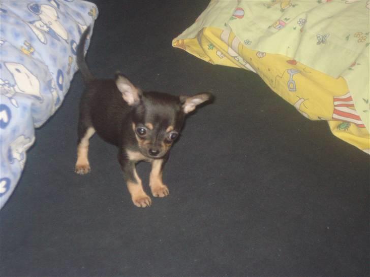 Chihuahua ¤*¨¨*¤.Gucci.¤*¨¨*¤ billede 16