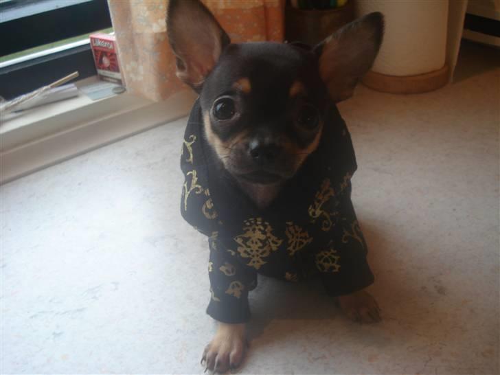 Chihuahua ¤*¨¨*¤.Gucci.¤*¨¨*¤ billede 17