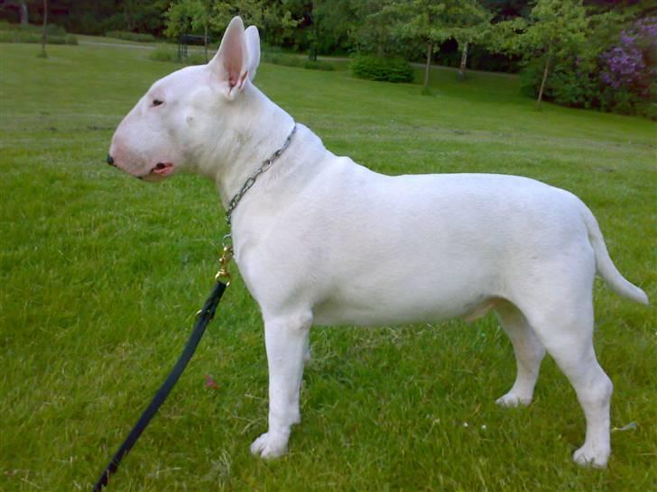 Bullterrier Balder+++R.I.P.+++ billede 7