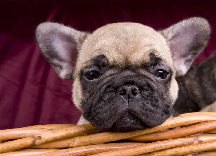 Fransk bulldog Anastacia aka Micha - En træt Micha efter at have leget model for fotografen :) billede 1