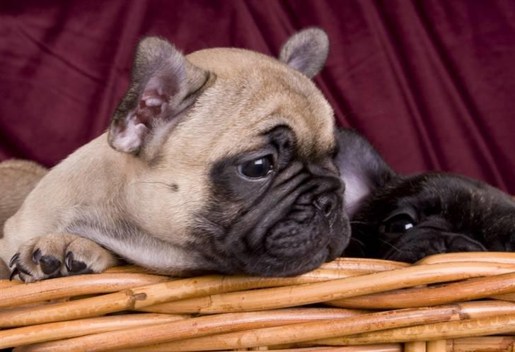 Fransk bulldog Anastacia aka Micha billede 2