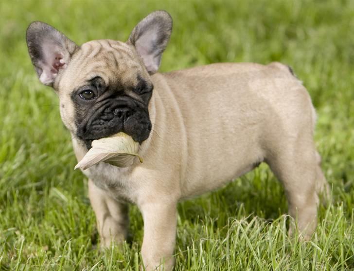 Fransk bulldog Anastacia aka Micha billede 3