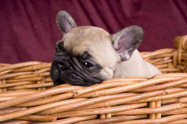 Fransk bulldog Anastacia aka Micha - Der skal smages på ALT billede 4