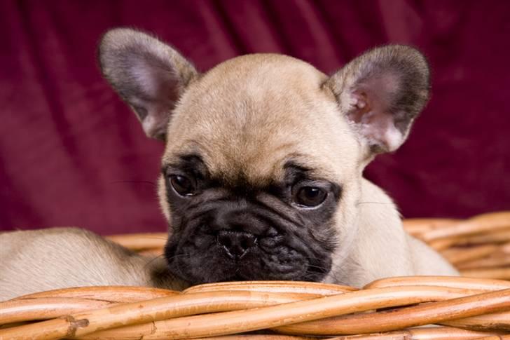 Fransk bulldog Anastacia aka Micha billede 5