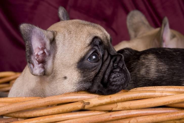 Fransk bulldog Anastacia aka Micha billede 6