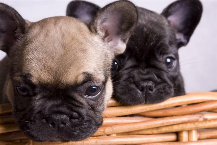 Fransk bulldog Anastacia aka Micha - Micha og søster Aleesha billede 7