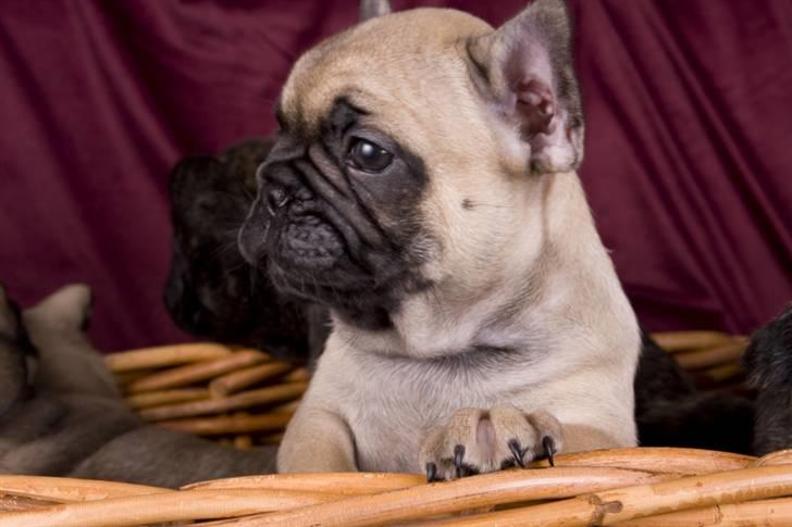 Fransk bulldog Anastacia aka Micha - Hov, hvad mon det er?? billede 8