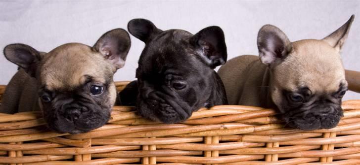 Fransk bulldog Anastacia aka Micha billede 9